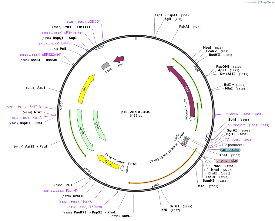 249430-plasmid-map-sequence-id-507888