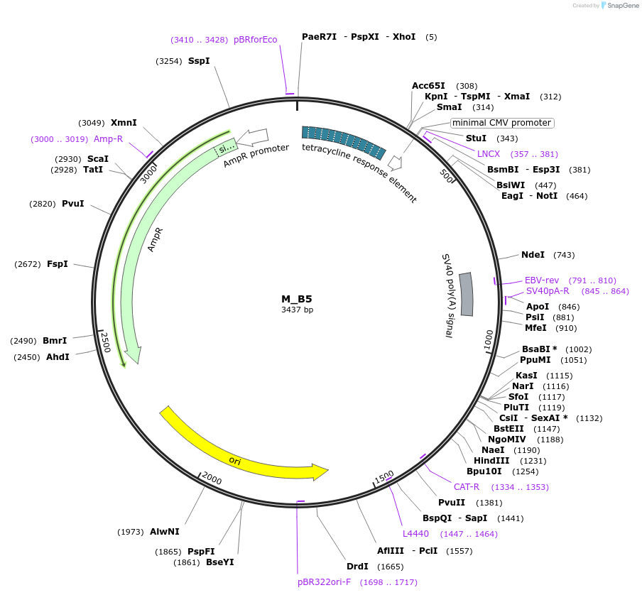 249767-plasmid-map-sequence-id-507894