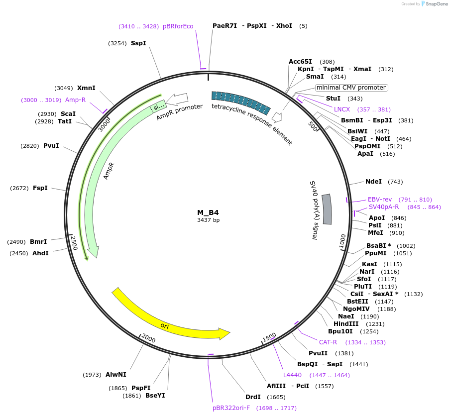 249766-plasmid-map-sequence-id-507895