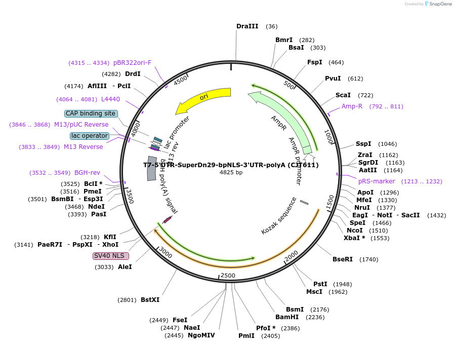 248220-plasmid-map-sequence-id-507897