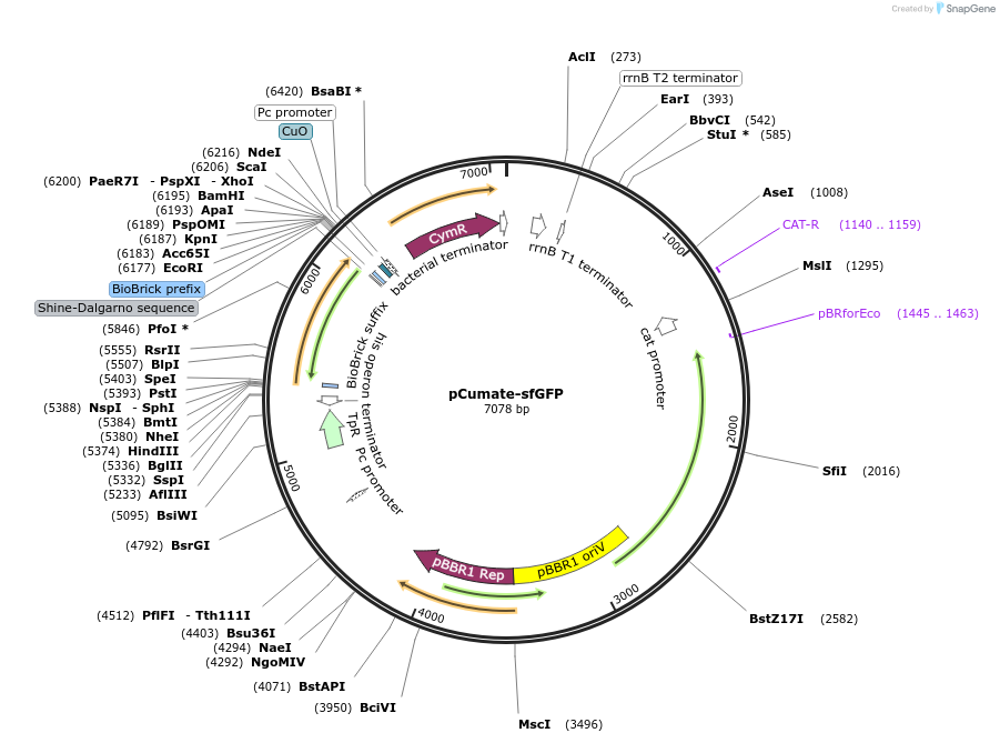 253929-plasmid-map-sequence-id-507899