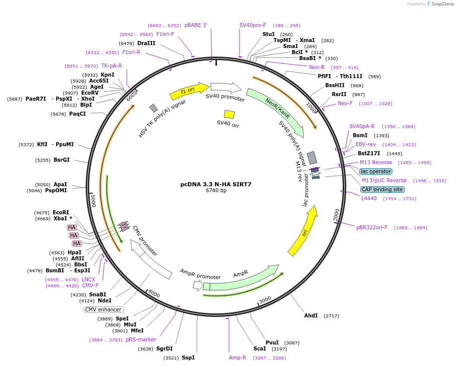 246167-plasmid-map-sequence-id-507903