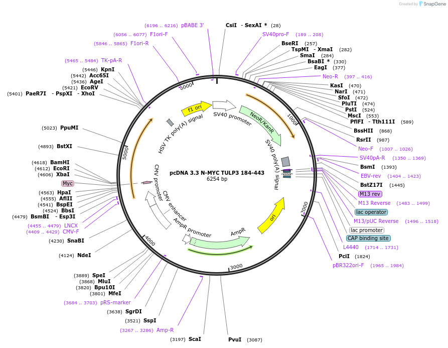 246177-plasmid-map-sequence-id-507904
