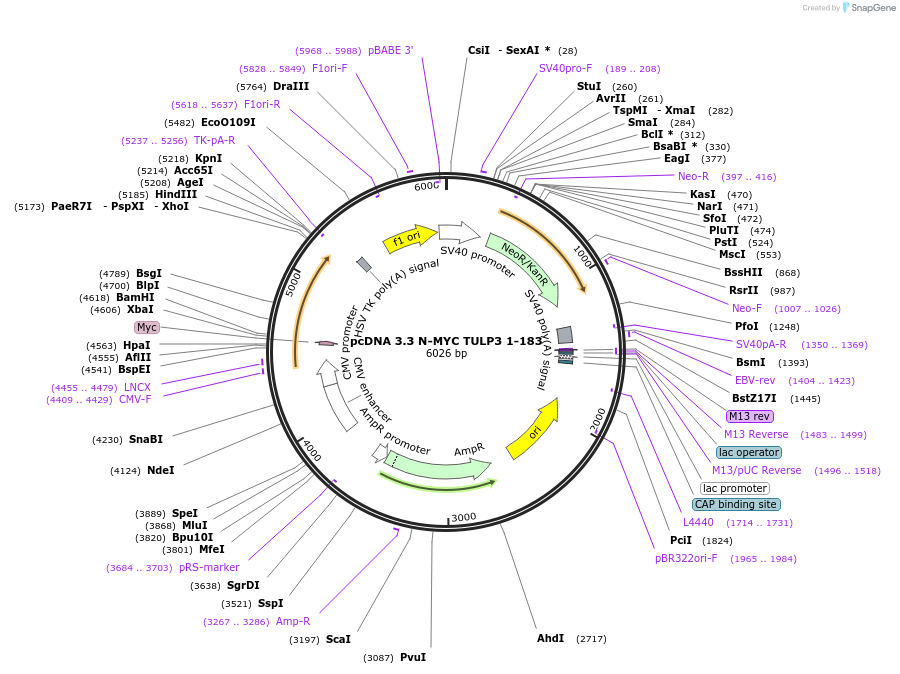 246178-plasmid-map-sequence-id-507905