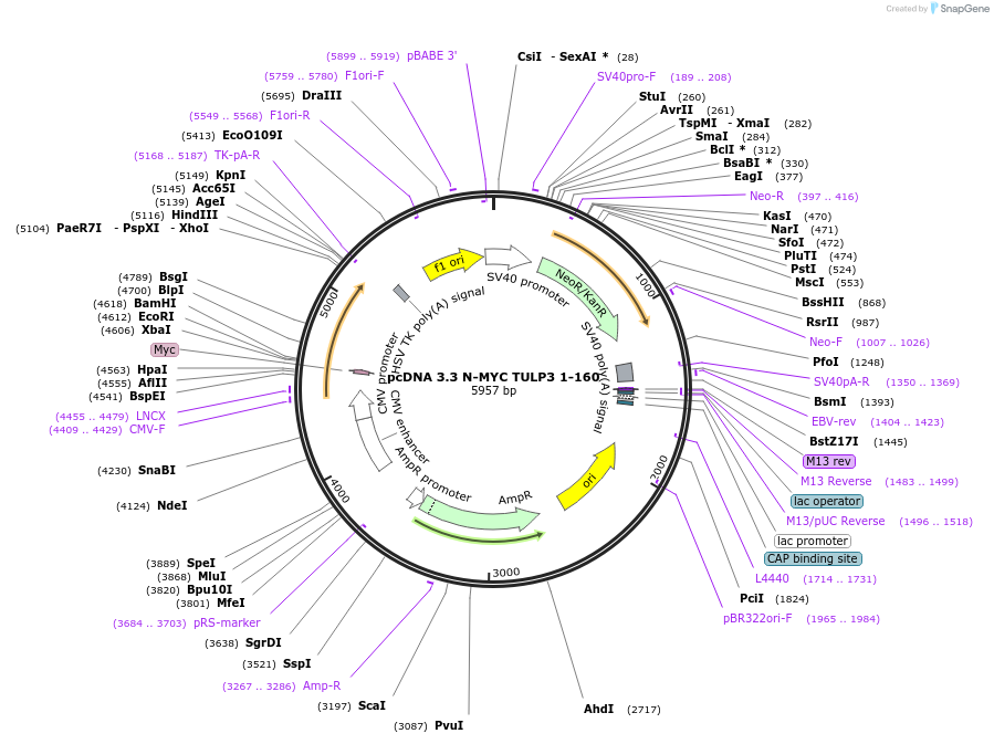 246179-plasmid-map-sequence-id-507906