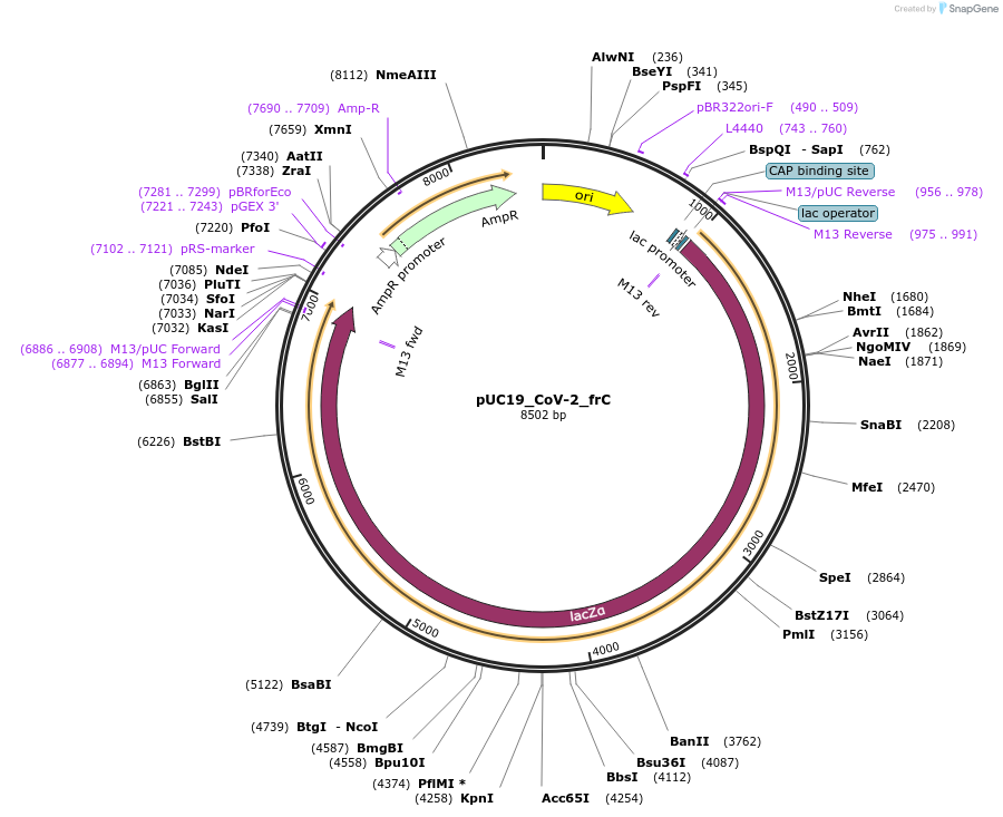 253184-plasmid-map-sequence-id-507907