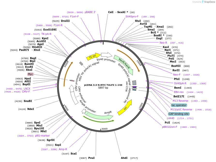 246180-plasmid-map-sequence-id-507908