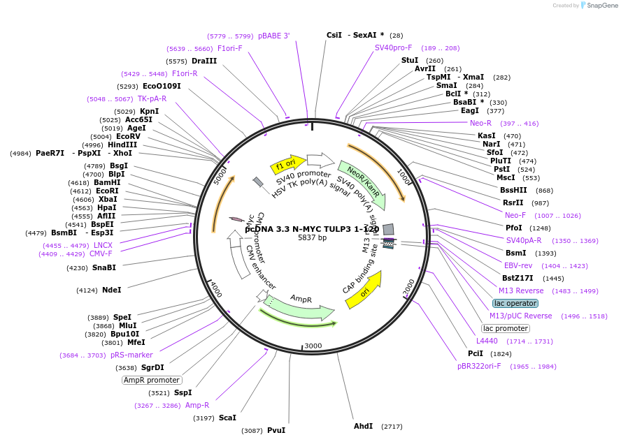 246181-plasmid-map-sequence-id-507909