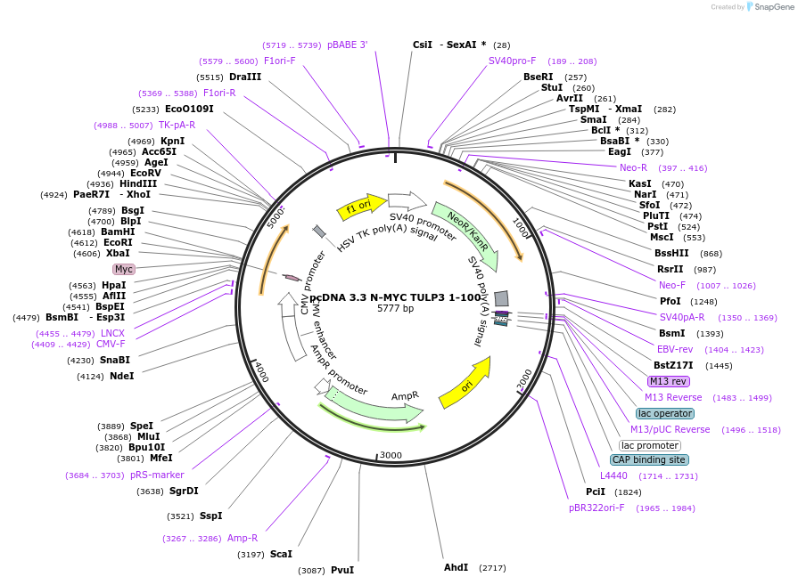 246182-plasmid-map-sequence-id-507910