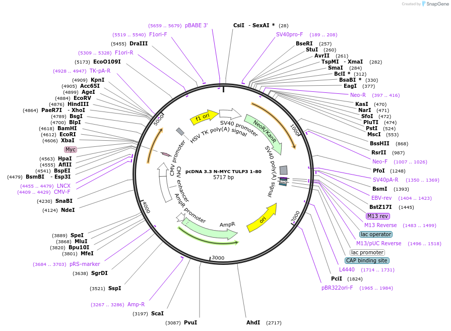 246183-plasmid-map-sequence-id-507911