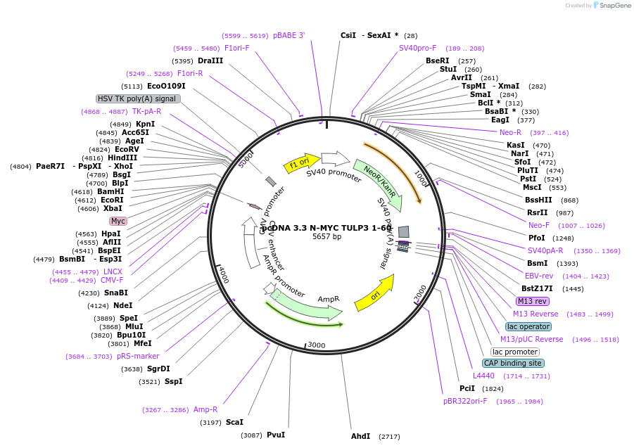246184-plasmid-map-sequence-id-507912