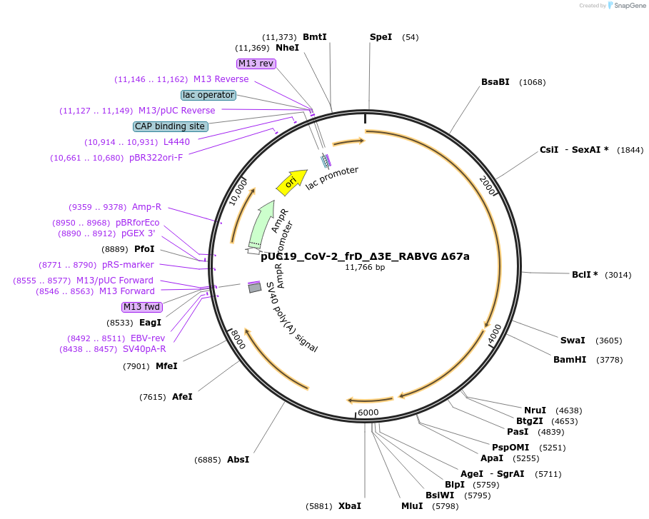 253177-plasmid-map-sequence-id-507920