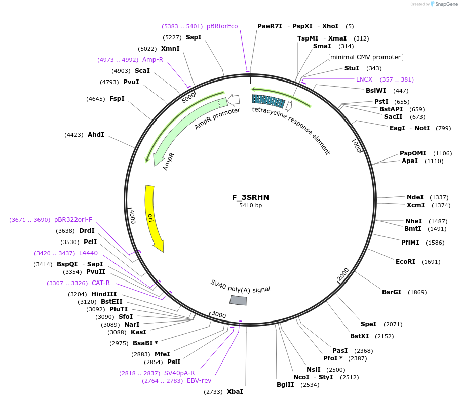 249782-plasmid-map-sequence-id-507925