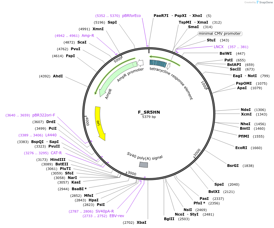 249783-plasmid-map-sequence-id-507927