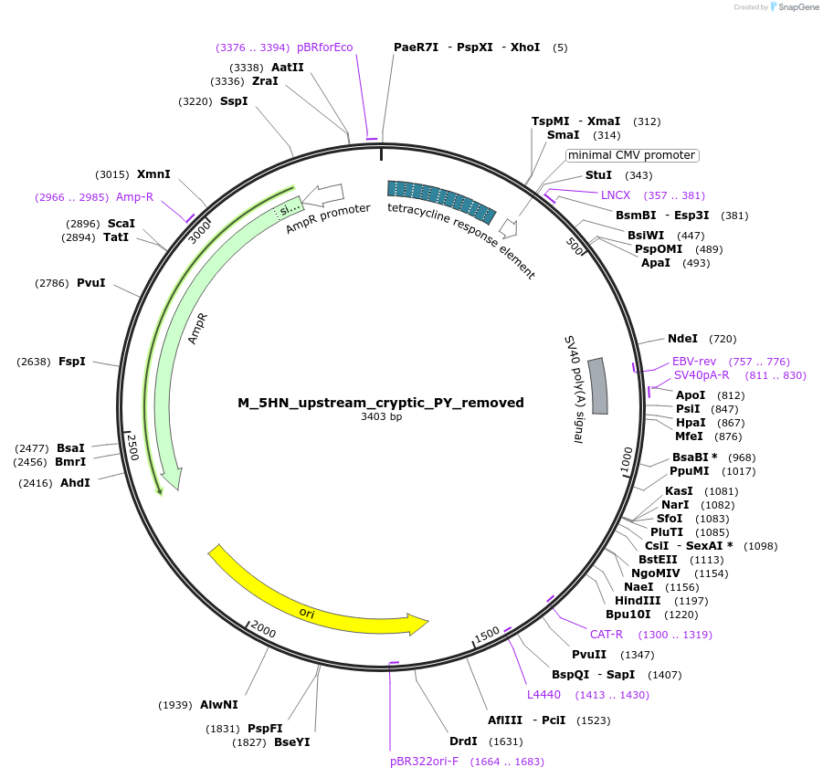 249778-plasmid-map-sequence-id-507948