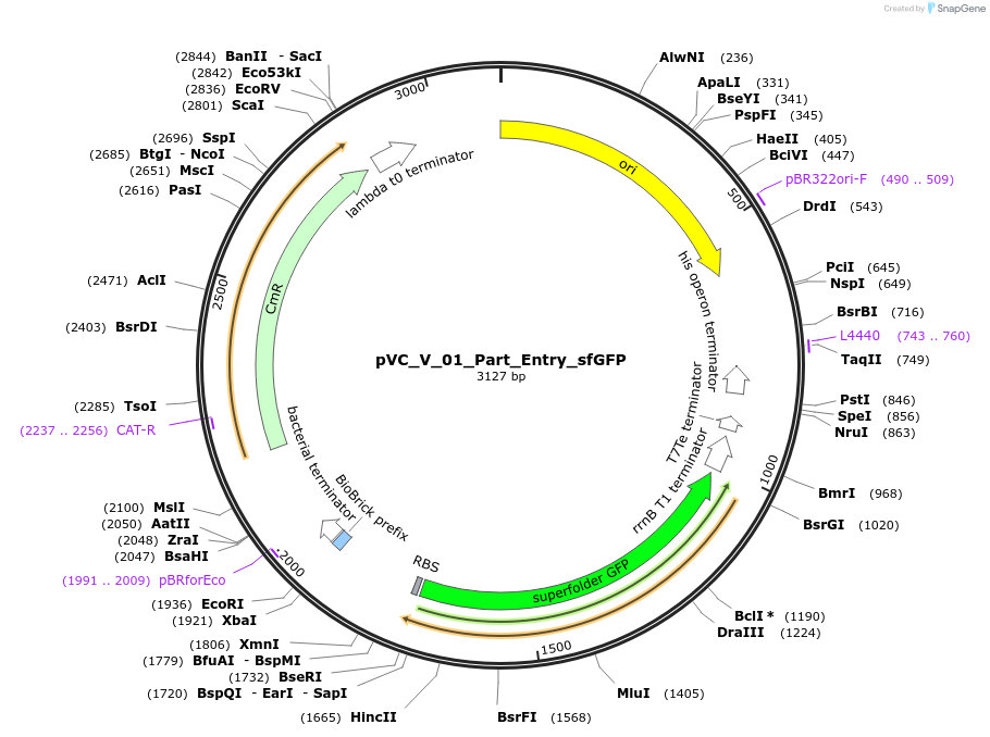 249835-plasmid-map-sequence-id-507969