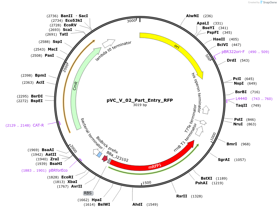 249836-plasmid-map-sequence-id-507970