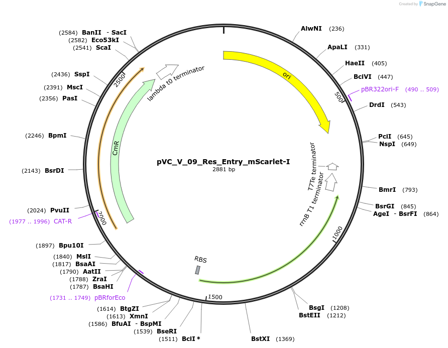 249838-plasmid-map-sequence-id-507971