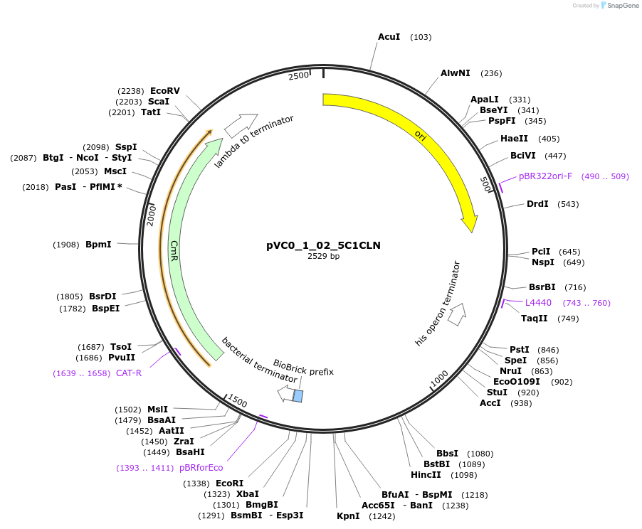 249839-plasmid-map-sequence-id-507972
