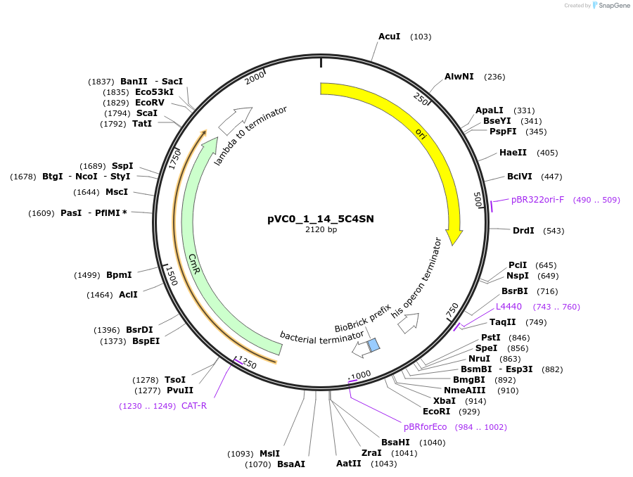249851-plasmid-map-sequence-id-507983