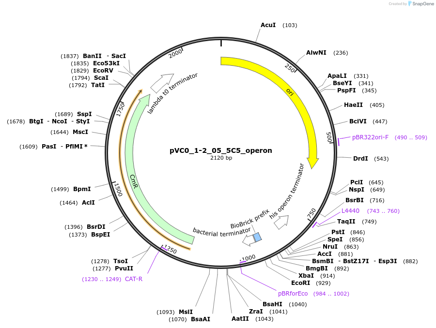 249862-plasmid-map-sequence-id-507993
