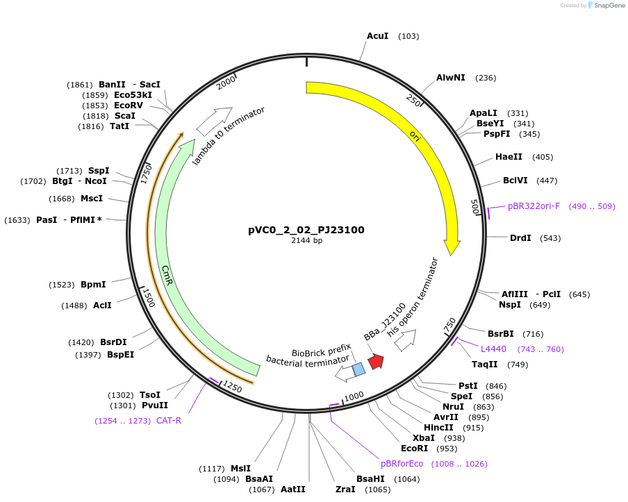 249863-plasmid-map-sequence-id-507994
