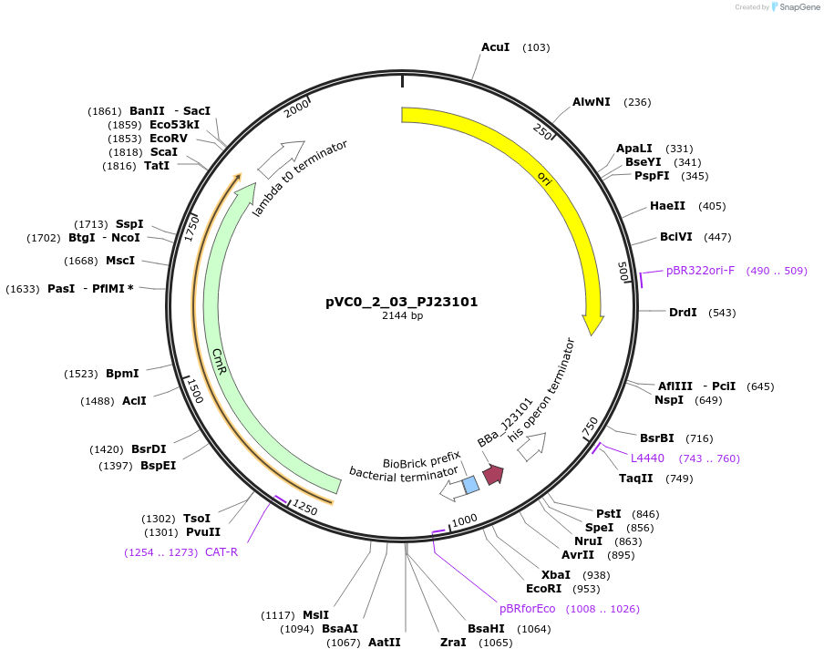 249864-plasmid-map-sequence-id-507995