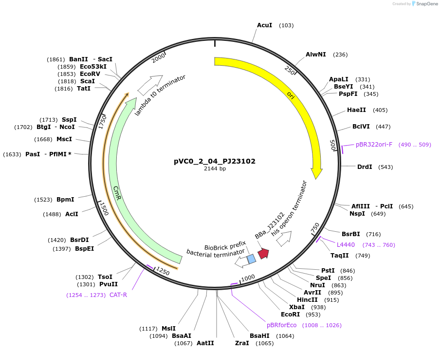 249865-plasmid-map-sequence-id-507996