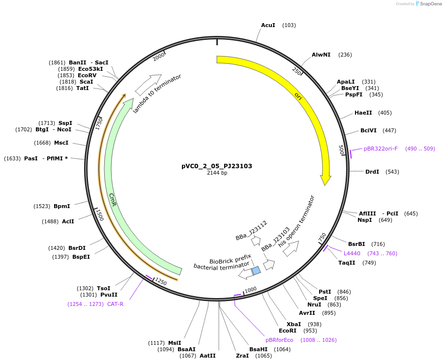 249866-plasmid-map-sequence-id-507997