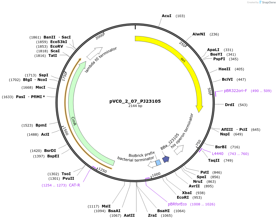 249868-plasmid-map-sequence-id-507999