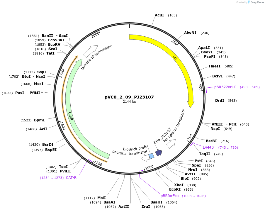 249870-plasmid-map-sequence-id-508001