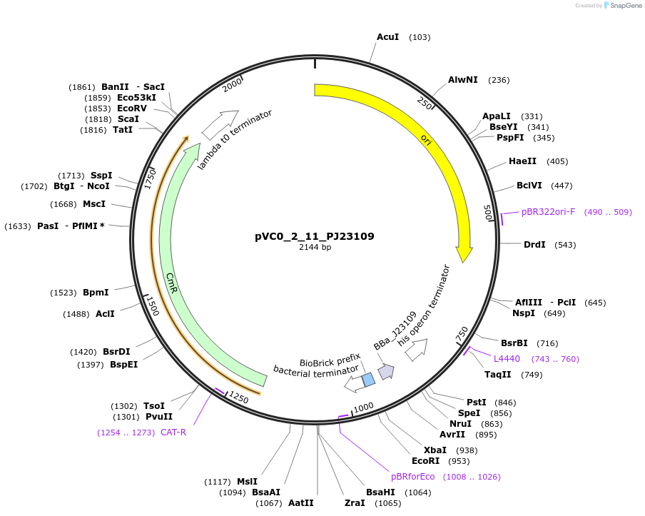 249872-plasmid-map-sequence-id-508003