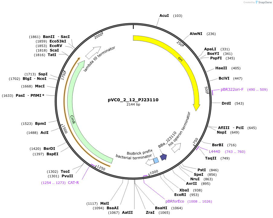 249873-plasmid-map-sequence-id-508004