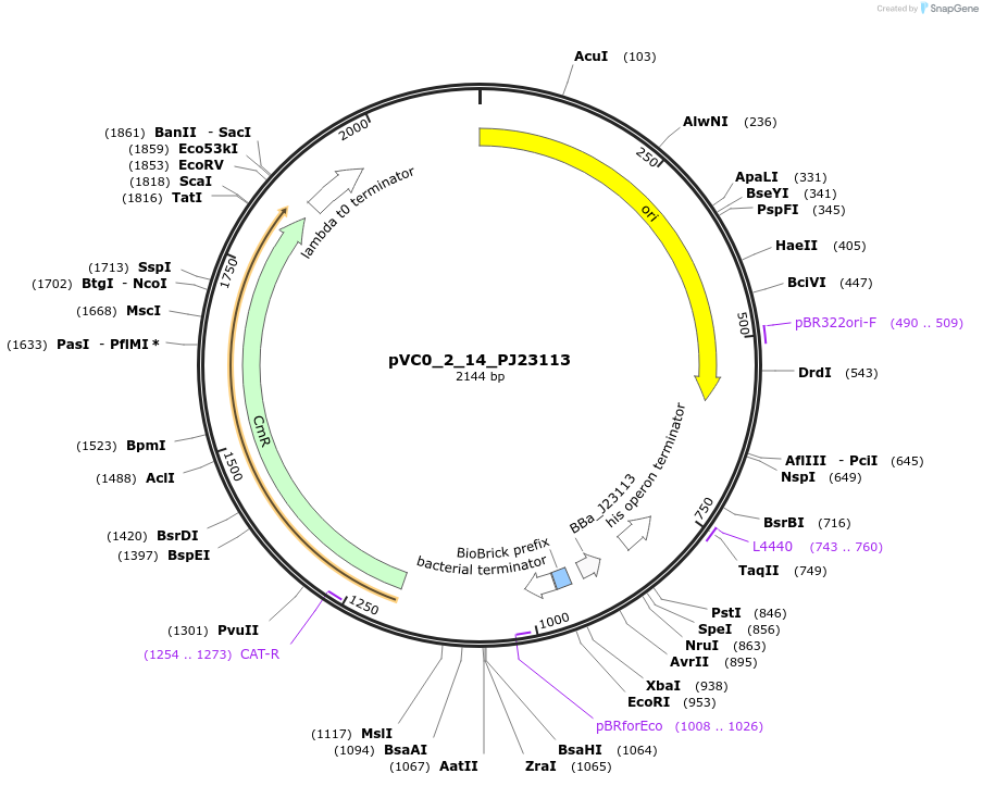 249875-plasmid-map-sequence-id-508006