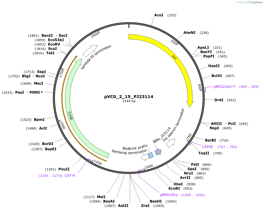 249876-plasmid-map-sequence-id-508007
