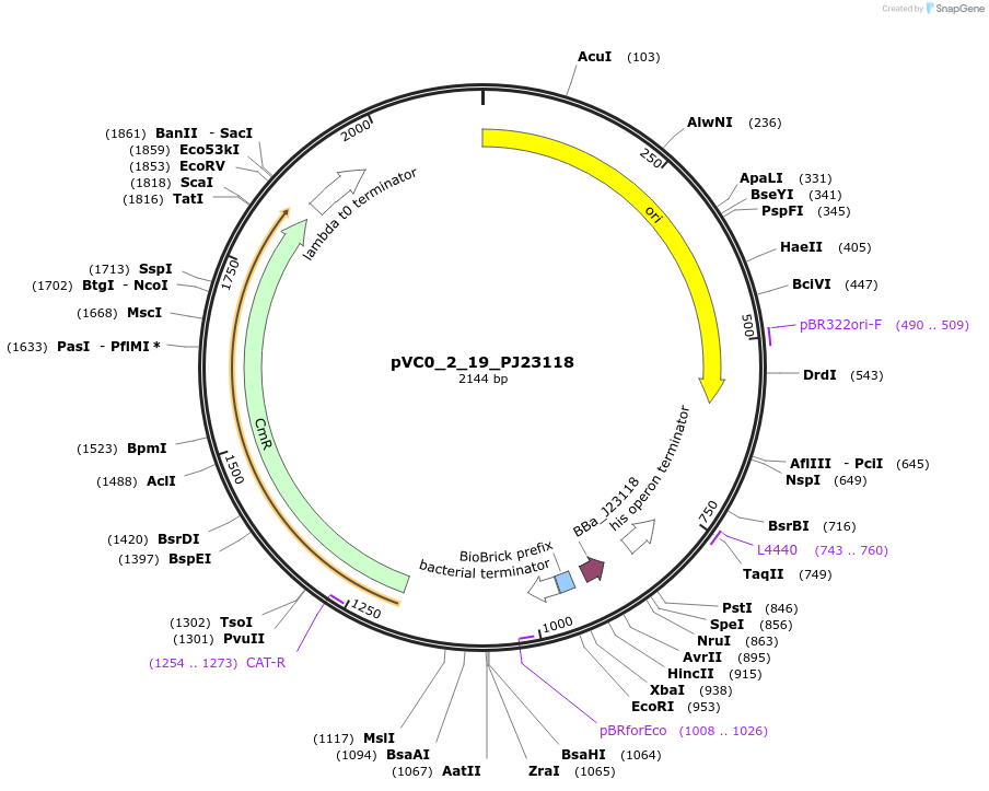 249880-plasmid-map-sequence-id-508011