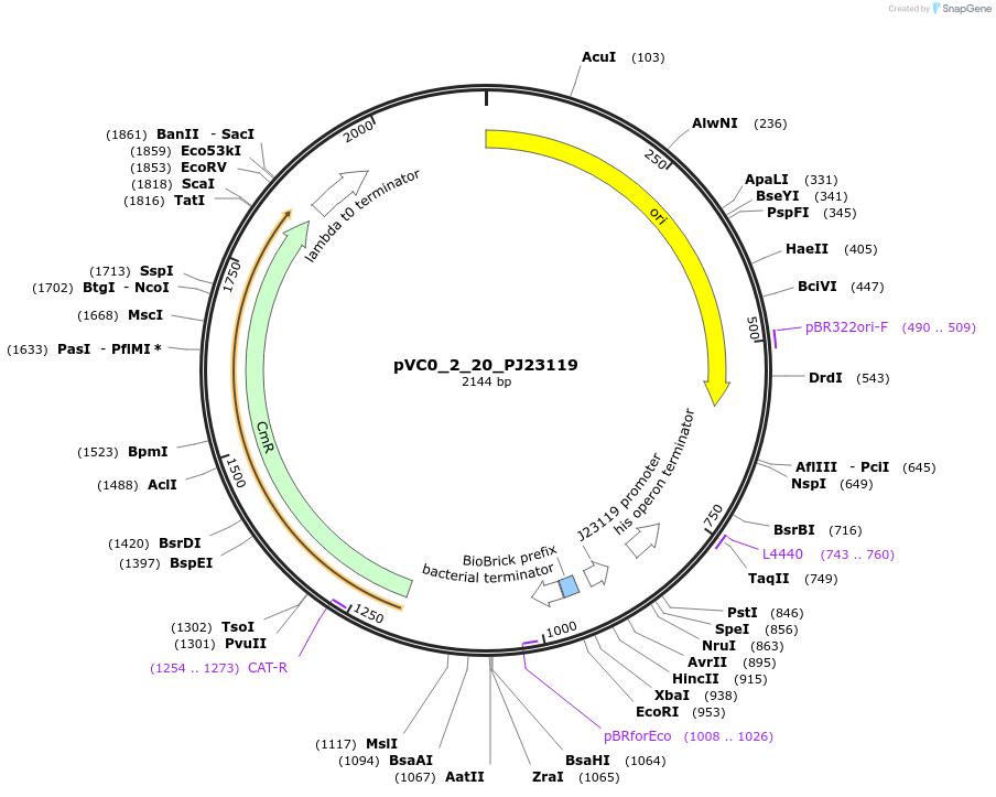 249881-plasmid-map-sequence-id-508012