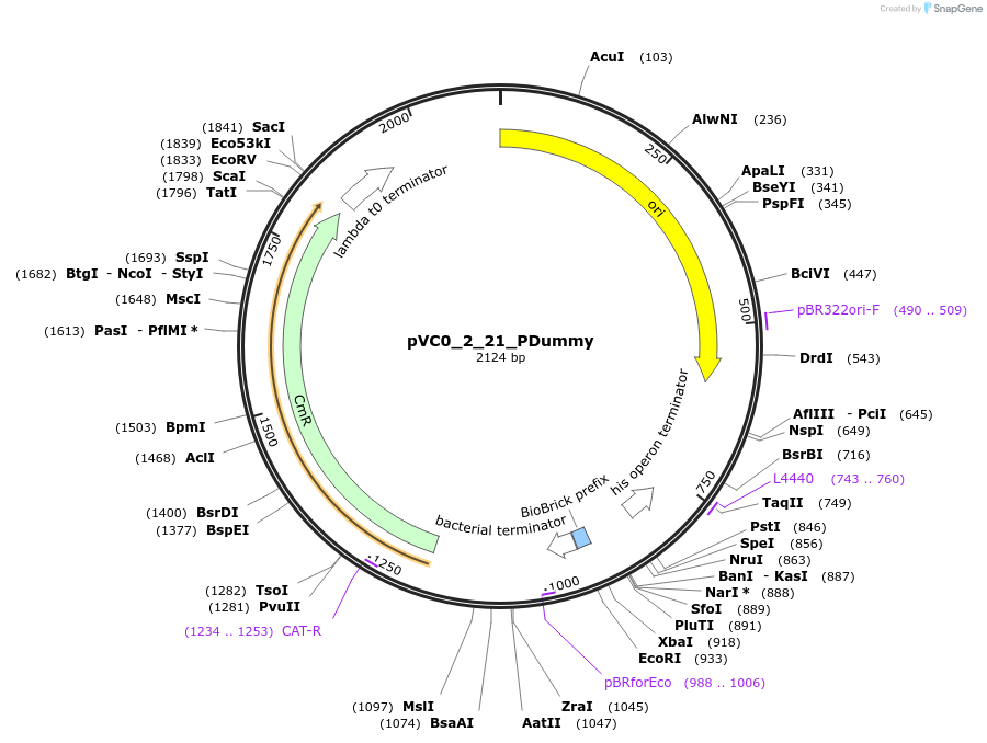 249882-plasmid-map-sequence-id-508013