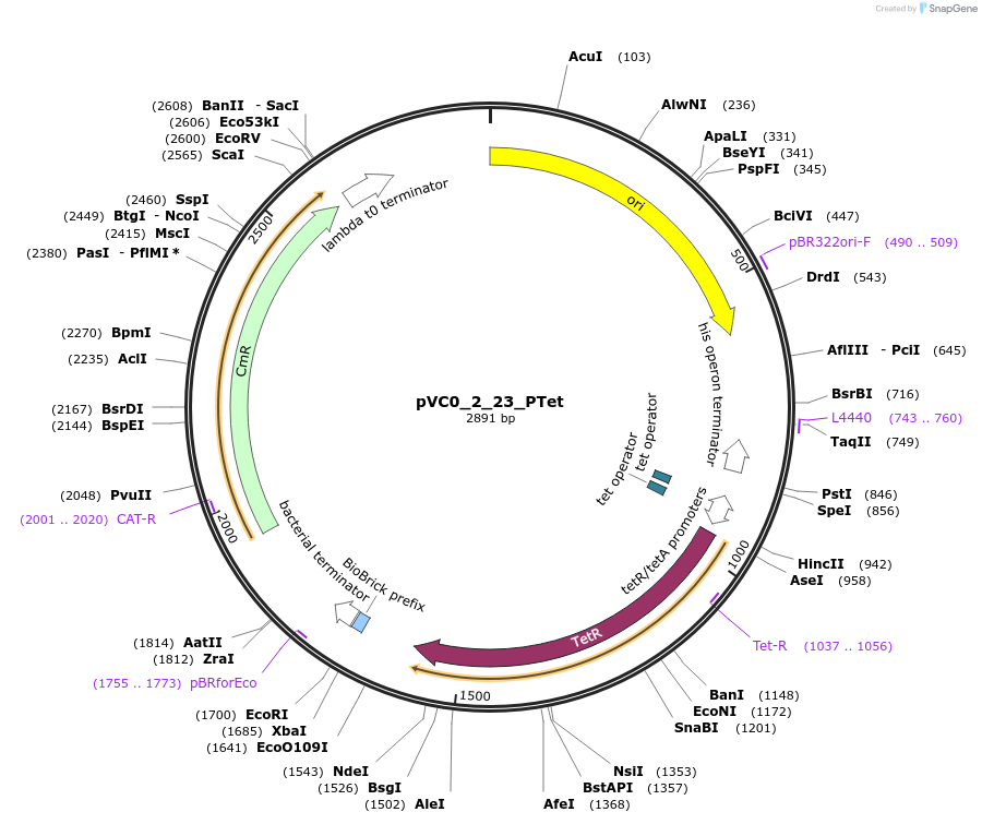 249884-plasmid-map-sequence-id-508014