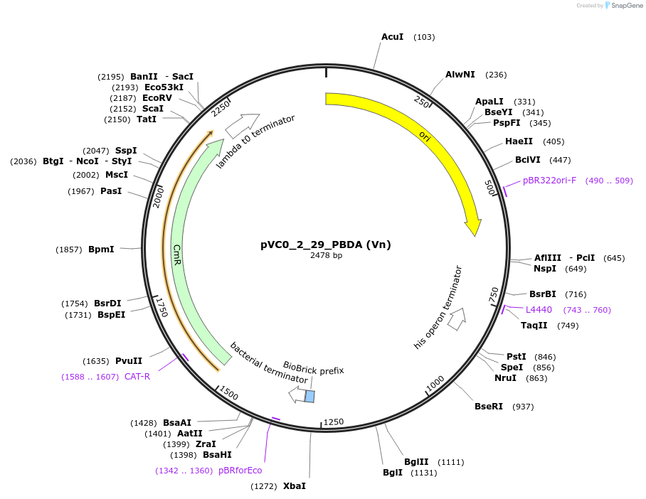 249885-plasmid-map-sequence-id-508015