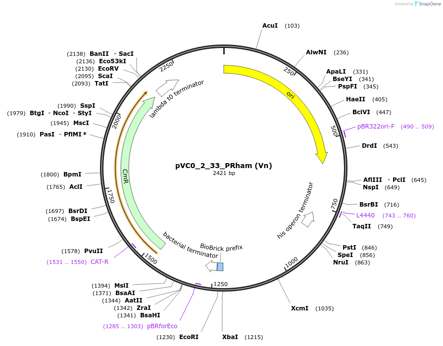 249886-plasmid-map-sequence-id-508016