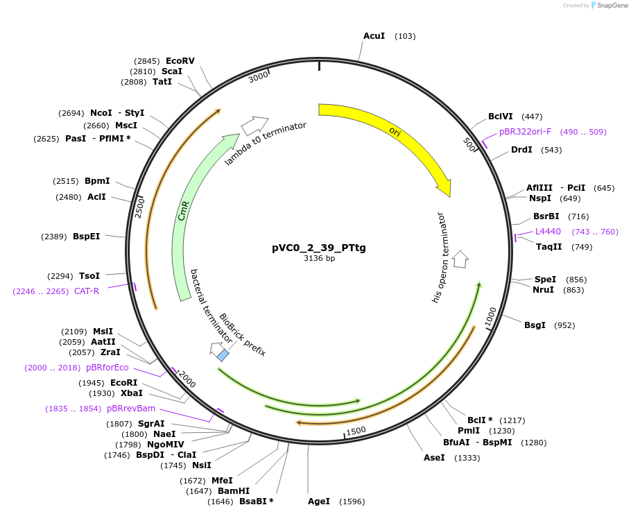 249887-plasmid-map-sequence-id-508017