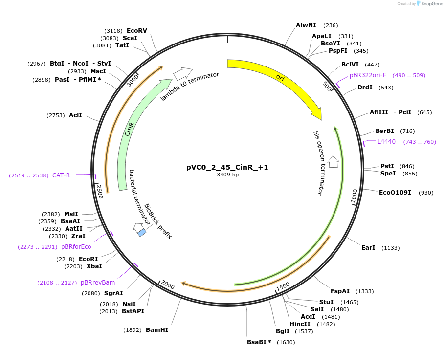 249888-plasmid-map-sequence-id-508018
