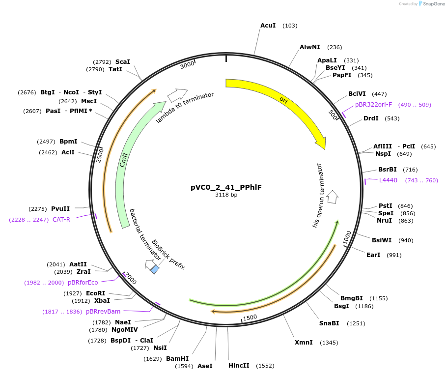 249889-plasmid-map-sequence-id-508019