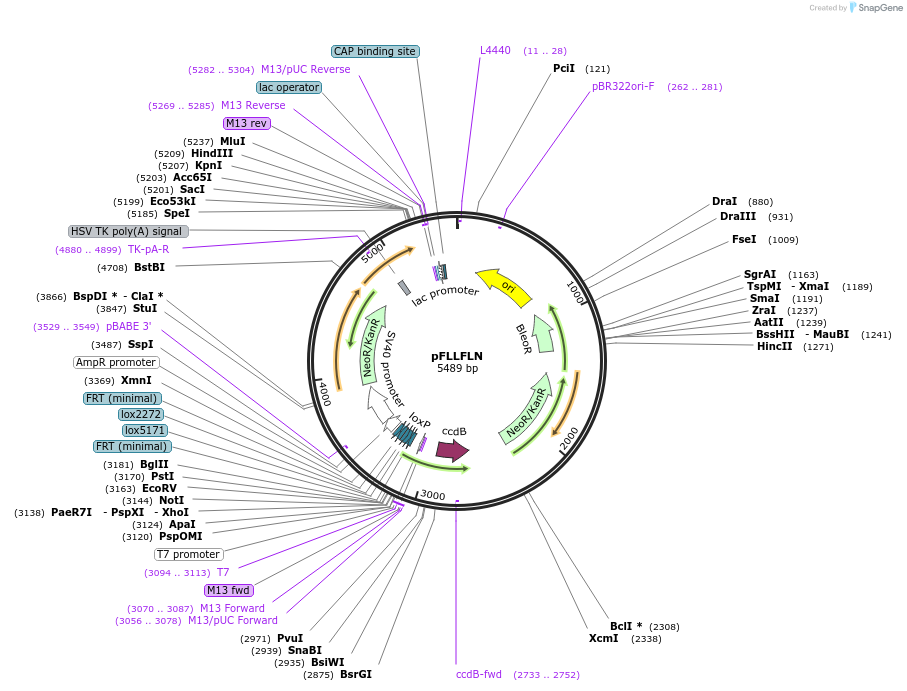 40030-plasmid-map-sequence-id-50802