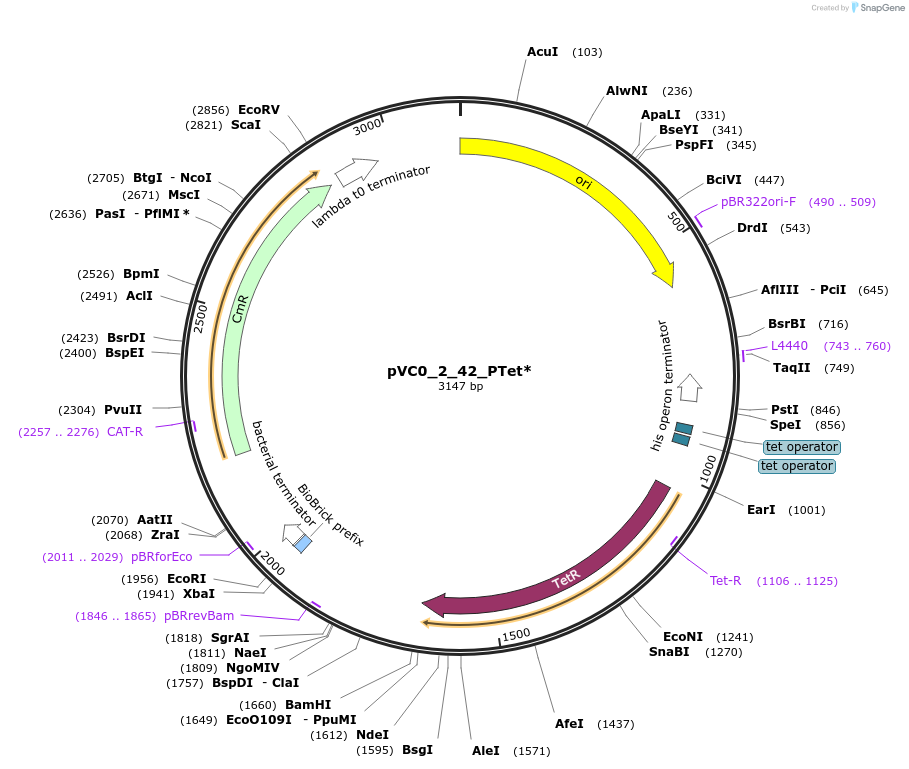 249890-plasmid-map-sequence-id-508020
