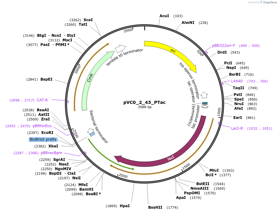 249891-plasmid-map-sequence-id-508021