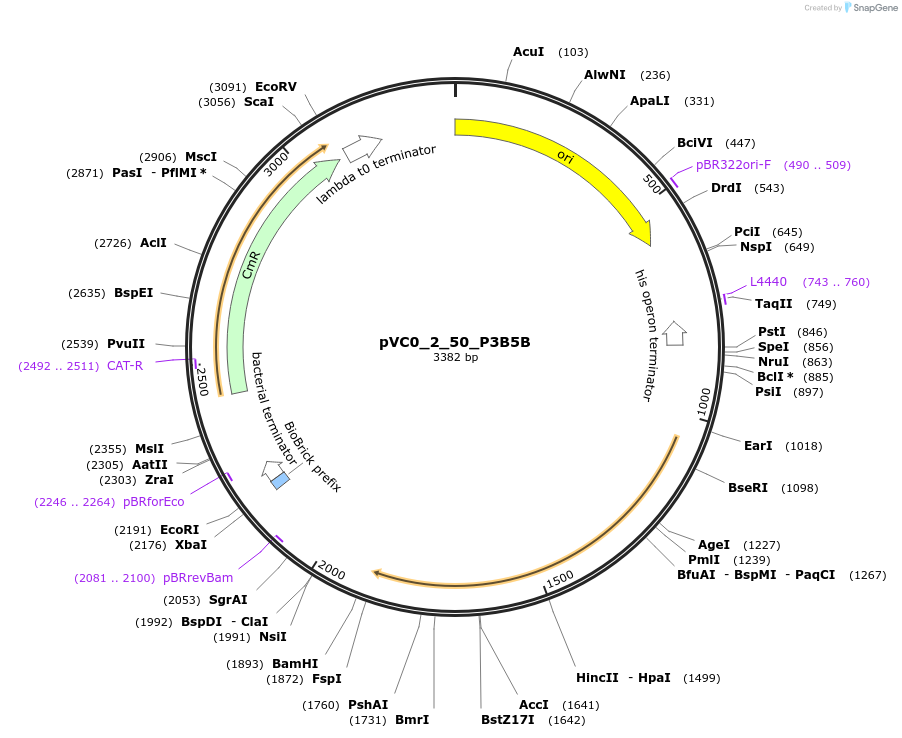 249893-plasmid-map-sequence-id-508022