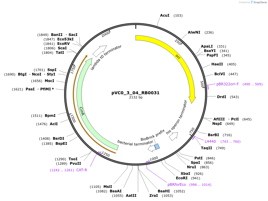 249896-plasmid-map-sequence-id-508025