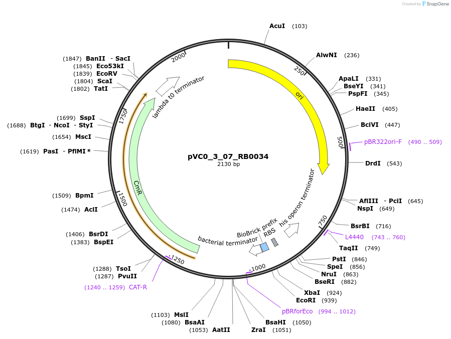249899-plasmid-map-sequence-id-508028
